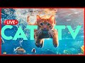 LIVE 24 7 CAT TV Anxiety And Stress Relief Music ForCats