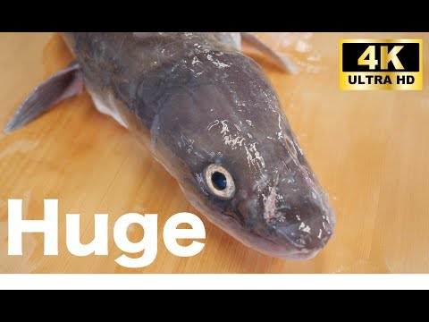 How to handle black conger eels/Monster fish in Tokyo Bay【黒アナゴの捌き方】〜Japan OTAKU News〜