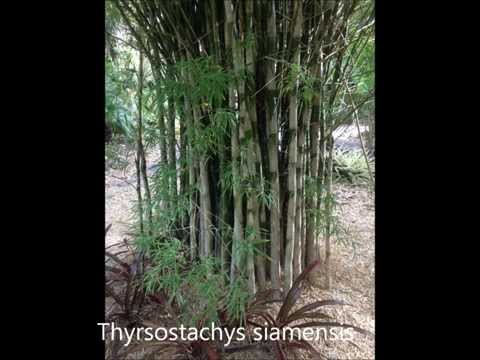 Different types of bamboo