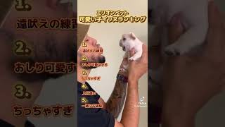 犬可愛すぎる（癒し） #子犬#可愛い動物