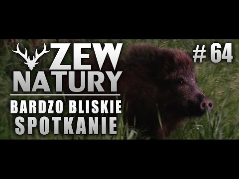 Call of the Wild #64 - Face to Face with a Wild Boar