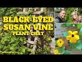 😲 Black-eyed Susan Vine Plant Chat - SGD 193 😲