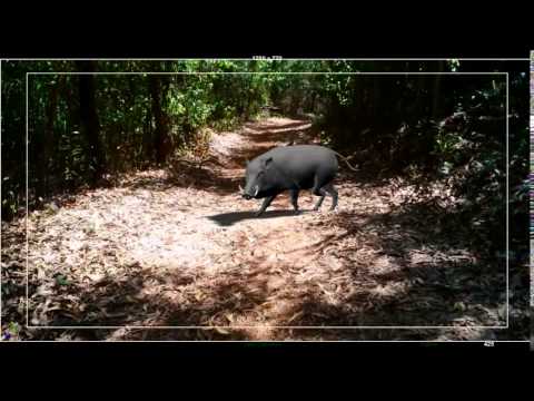 Wild boar Animation-Realistic 3D Quadruped Walk animation in Maya