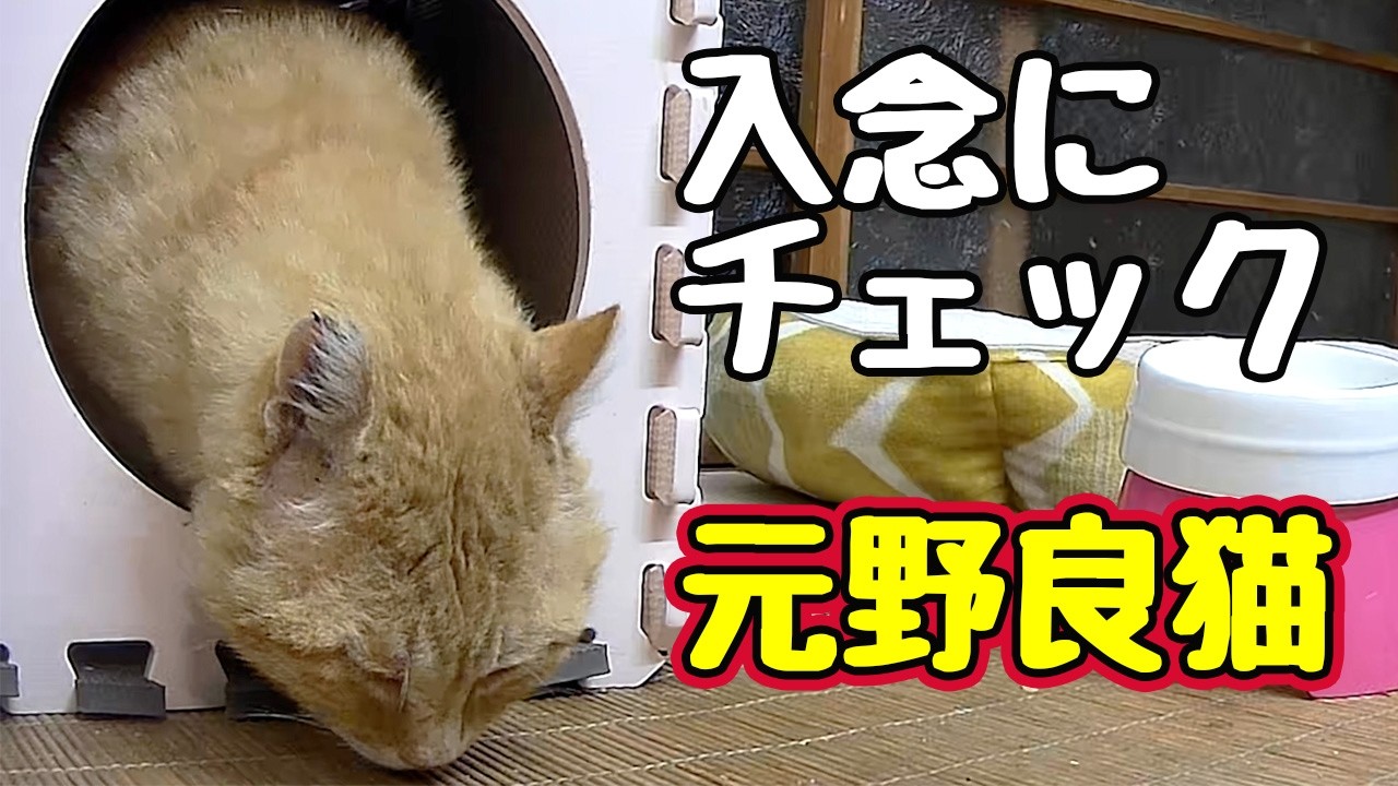 来客 多い…【元野良猫】