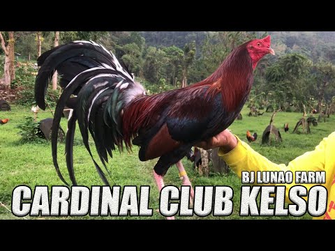 Beautiful Cardinal Club Kelso Grey Gilmore BJ LUNAO FARM
