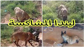 الكلبة المشاكسة حملت وتلد قريبا A cadela travessa está prenha e dará à luz em breve.