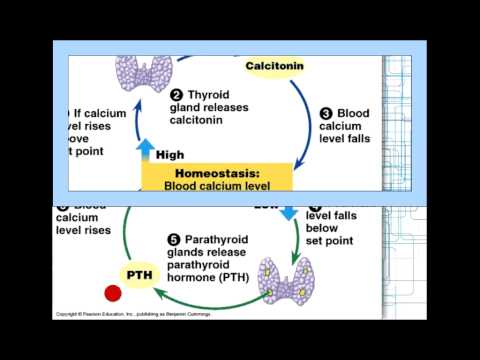 Schilddrüse, Nebenschilddrüse 6/8
