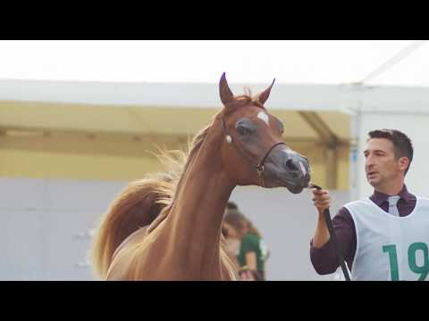 Al Khalediah European Arabian Horse Show