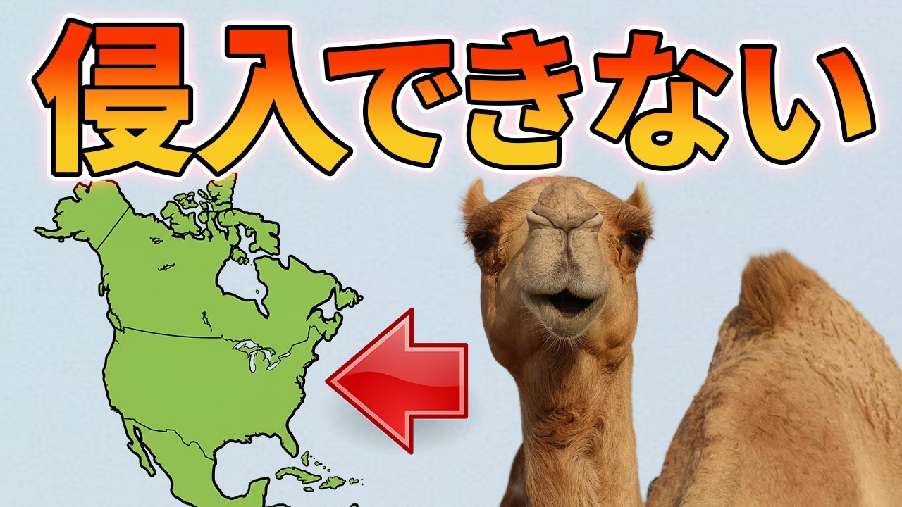 乾燥地最強のラクダが北米の砂漠に定着できなかった理由【生物解説】