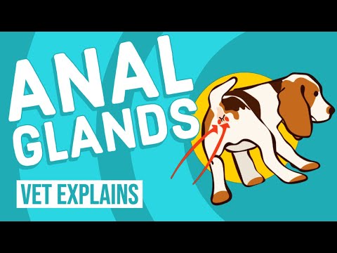 Dog Anal Glands | Vet Explains