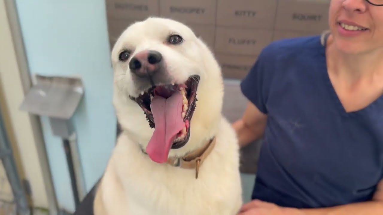 Enlarge Austin, a Adoptable mixed breed in Fort Lauderdale, FL video 6/6
