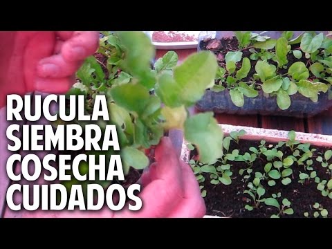 , title : 'Como sembrar rucula, cultivo cuidados y cosecha - Satisfacción Garantizada @cosasdeljardin'