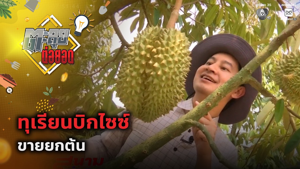 ทุเรียนบิกไซซ์ ขายยกต้น | ตะลุยต่อยอด