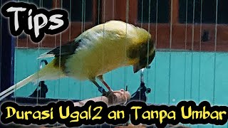 Download lagu Meningkatkan Durasi Kenari Tanpa Umbaran❗Yg Gk Pny Umbaran Kumpul Sini Yok mp3