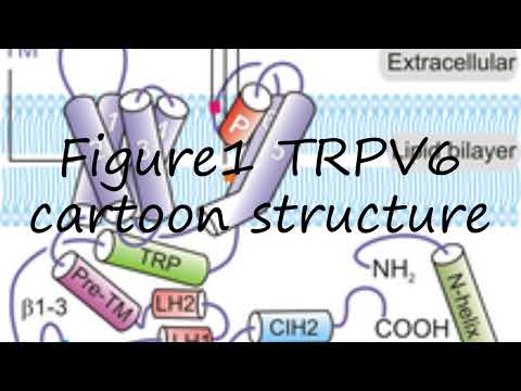 How to pronounce Figure1 TRPV6 cartoon structure in English?