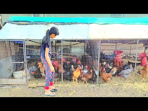 50 Desi layer poultry farming / Investment