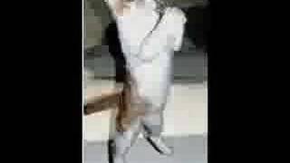 Stabilo- Everybody song