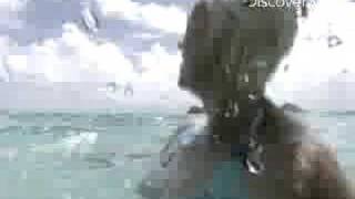 Shark Week- Tiger Shark Attack: Beyond Fear