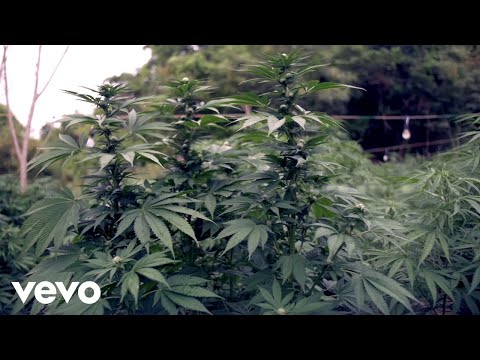 Mr. Williamz - Kush (No Bush)