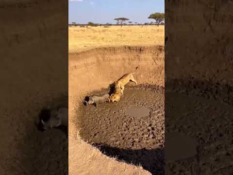 chaos moments 😂 warthog vs Lions