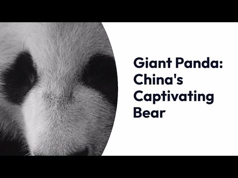 China's Endearing Icon: The Giant Panda |Wildlife |Animal