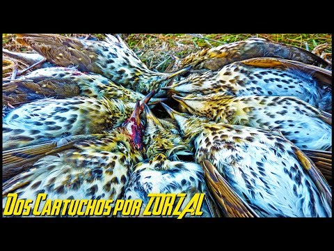 Tirada de ZORZALES en MIGRACION con Braco Aleman