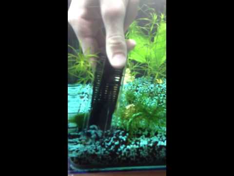 comment nettoyer algues vitres aquarium