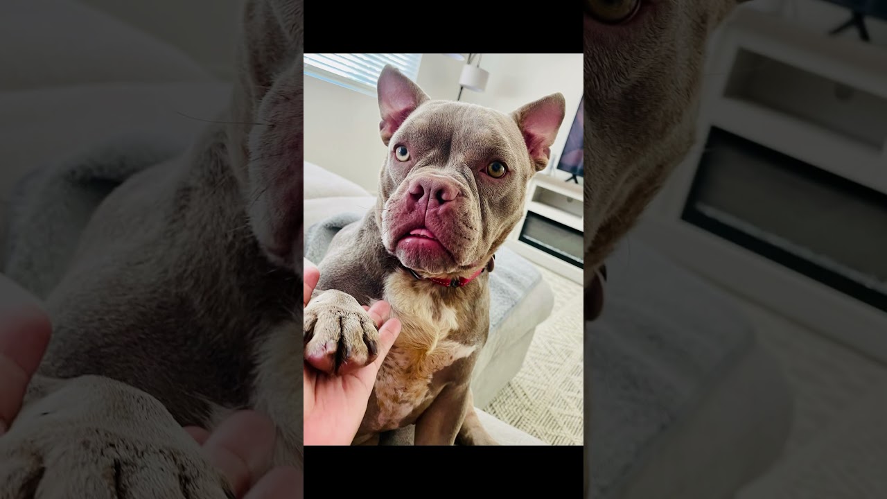 Fig, a Adoptable American Bully in Citrus Heights, CA video 3/6