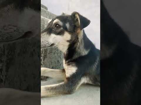 really this sounds attract dogs 🐶🐕#shorts /subscribe