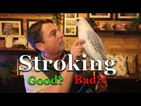 Should you PET a falcon??