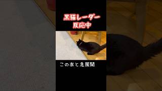 急に走り出しました🐈‍⬛ #猫 #黒猫 #猫動画