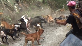 Download lagu MAKAN KORB4N !!! BABI HUTAN SUPER BESAR DAN KEBAL BERHASIL DITEMUKAN mp3