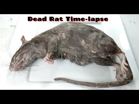 Dead Rat Time-lapse
