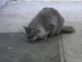 Cat Eat Mouse
