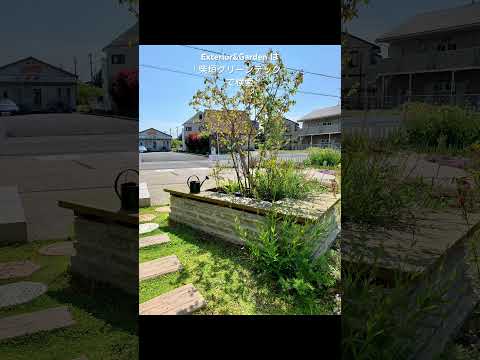 自然の生垣として庭に植えるのに適した、成長の早い常緑低木 8 本  庭園