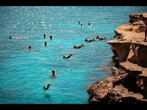 Titti & Carmelo - The Diving Dog