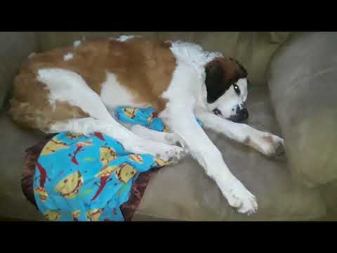 Kaiser:  Growing Up Saint Bernard