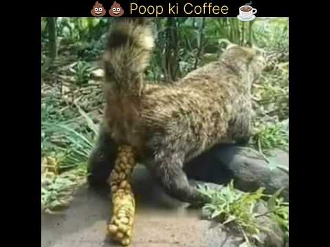 Civet cat's poop coffee ☕🤭| world's expensive coffee ☕| #shorts #coffee