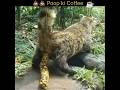 Civet Cat S Poop Coffee World S Expensive Coffee Shorts Coffee