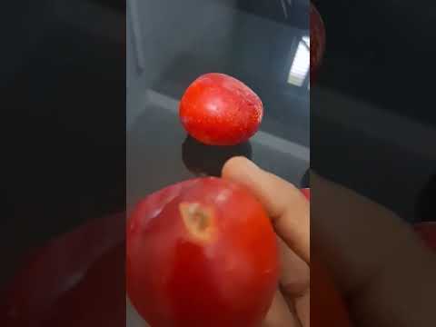 plum #food #plumroast #satisfying #fruit