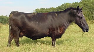 Download lagu CROSSING A HORSE WITH A COW, IS IT POSSIBLE? mp3 Download lagu CROSSING A HORSE WITH A COW, IS IT POSSIBLE? mp3