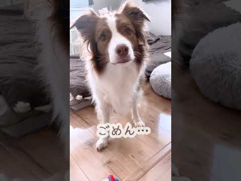 ボーダーコリーと他の犬との共存