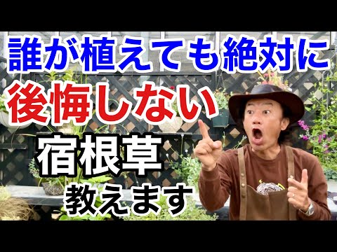ミントが成長するのにどれくらい時間がかかりますか