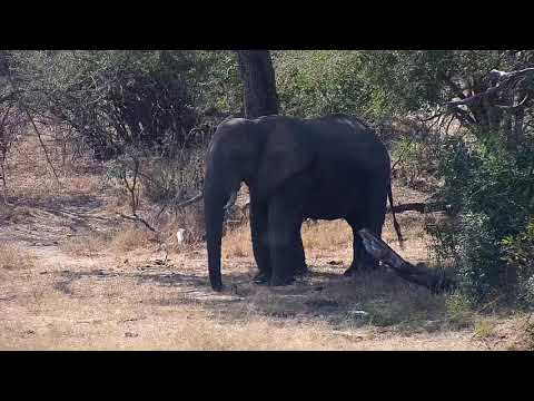 Djuma: Lone Elephant bull - 13:45 - 08/25/20