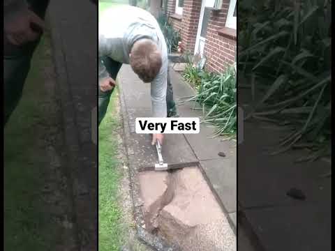 Rat very fast 😅 Ratte 🐀