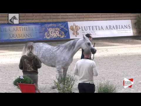 N.42 BASMAH AA - DEAUVILLE 2015 - Mares 4-7 years old (Class 4)