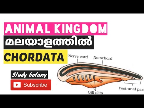 PHYLUM CHORDATA CHAPTER-4 ANIMAL KINGDOM PLUS ONE BIOLOGY MALAYALAM PART-14 STUDY BOTANY NCERT