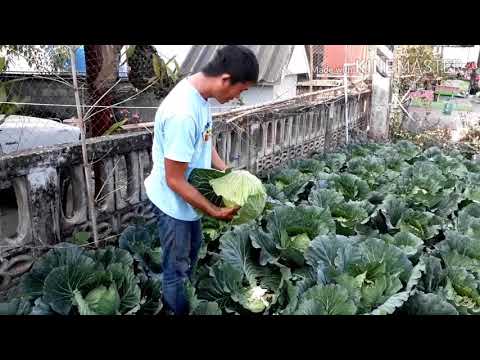 Asd2 แผนกต้อนรับส่วนหน้าในโรคสะเก็ดเงิน การรักษาแบบดั้งเดิมของโรคสะเก็ดเงินบนเล็บ