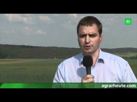 Vegetationsreport 2012: Rostbefall im Roggen bekämpfen