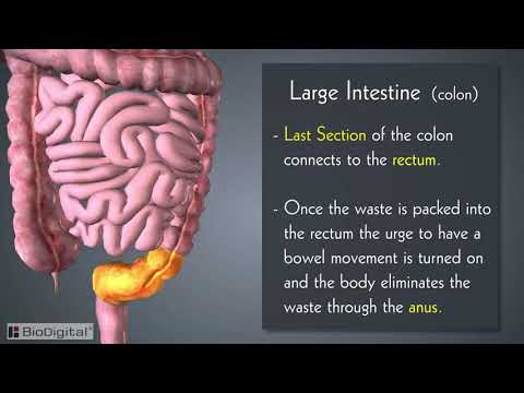 Introduction to the Digestive System in 6 Minutes!
